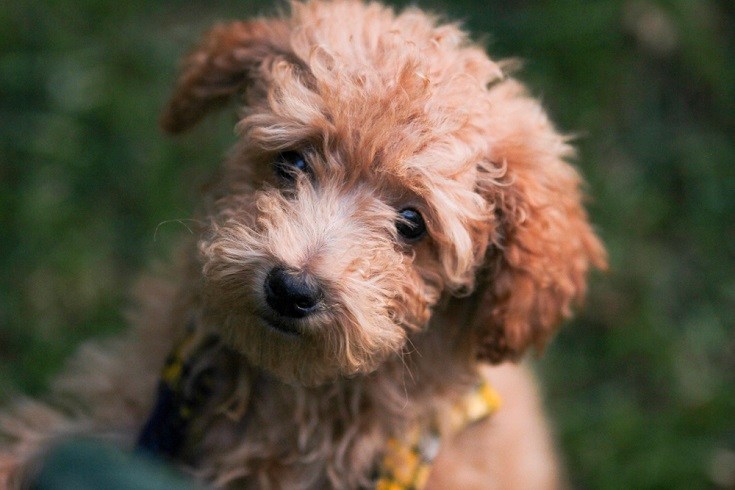 Štěně Yorkipoo