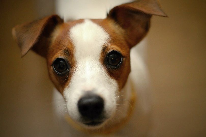 Jack Russell teriér | Informace o plemeni, obrázky, štěňata, fakta a vlastnosti