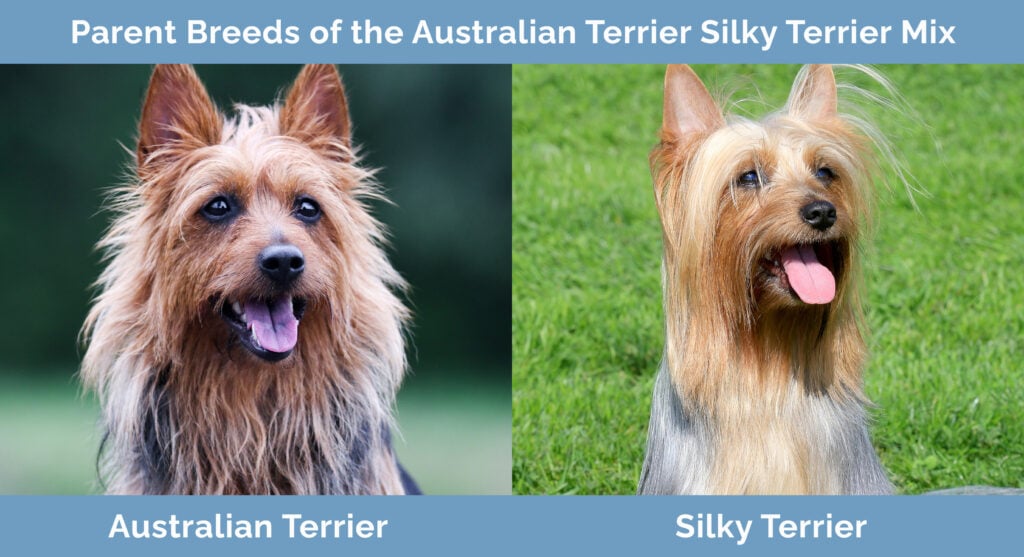 Rodičovská plemena australského teriéra Silky Terrier Mix
