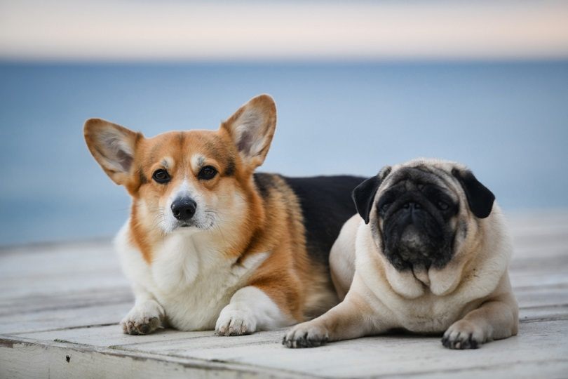 Corgi & Pug Mix: Informace o plemeni, obrázky, fakta, vlastnosti
