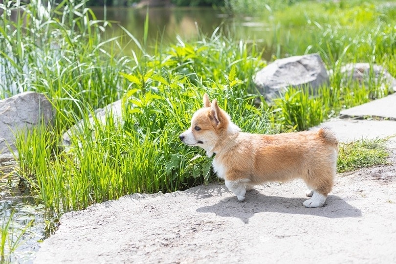 Boční pohled na malé štěně Pembroke Welsh Corgi
