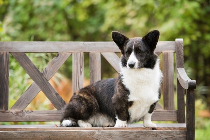 Cardigan Welsh Corgi sedí na lavičce
