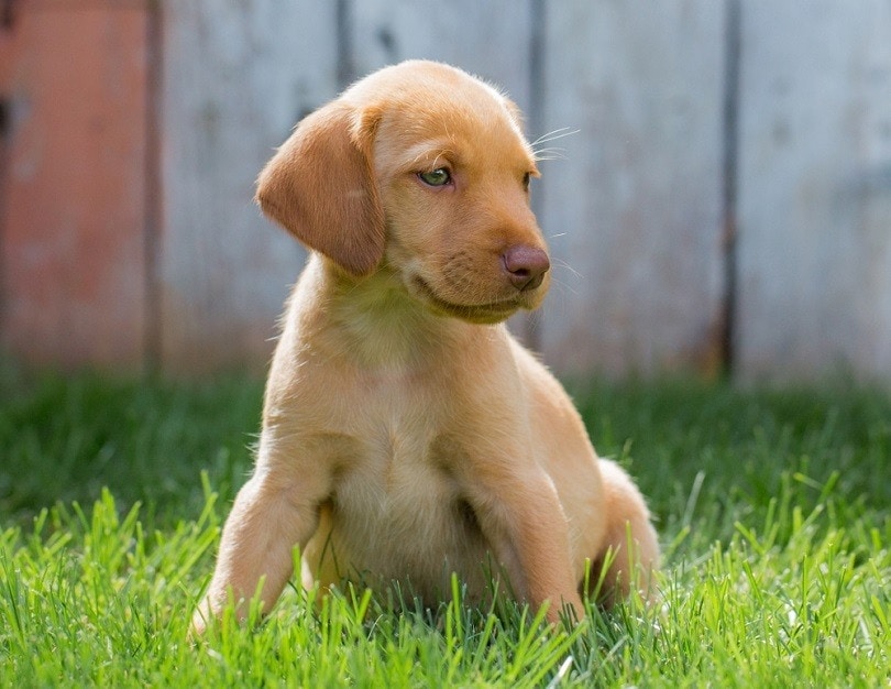 Žlutý labrador vizsla mix s růžovým nosem sedí na lawn_Jared Cook_shutterstock