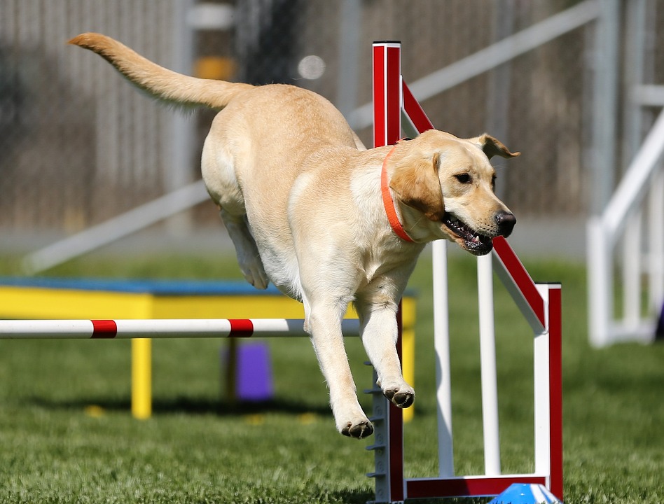 výcvik labradorského retrívra_Pixabay