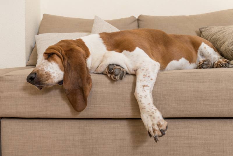 21 nízkoenergetických plemen psů: fakta a obrázky schválené veterinářem