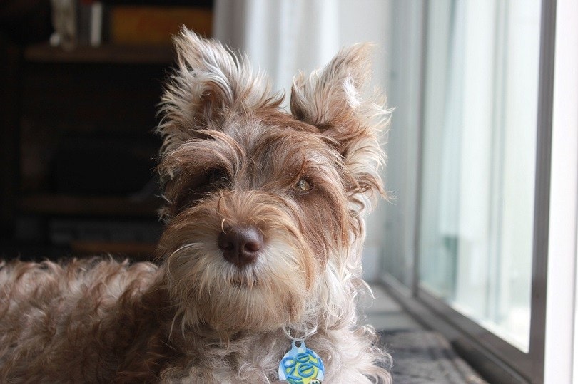 Chonzer (Miniature Schnauzer & Bichon Frize Mix) Info, Obrázky, Fakta