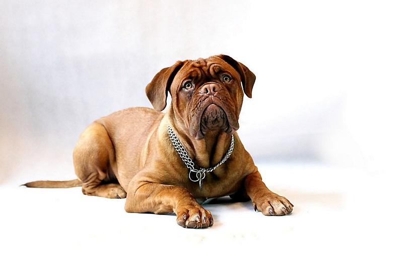 Doga