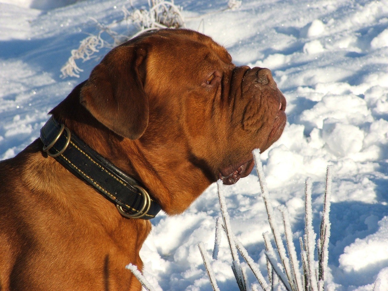 doga