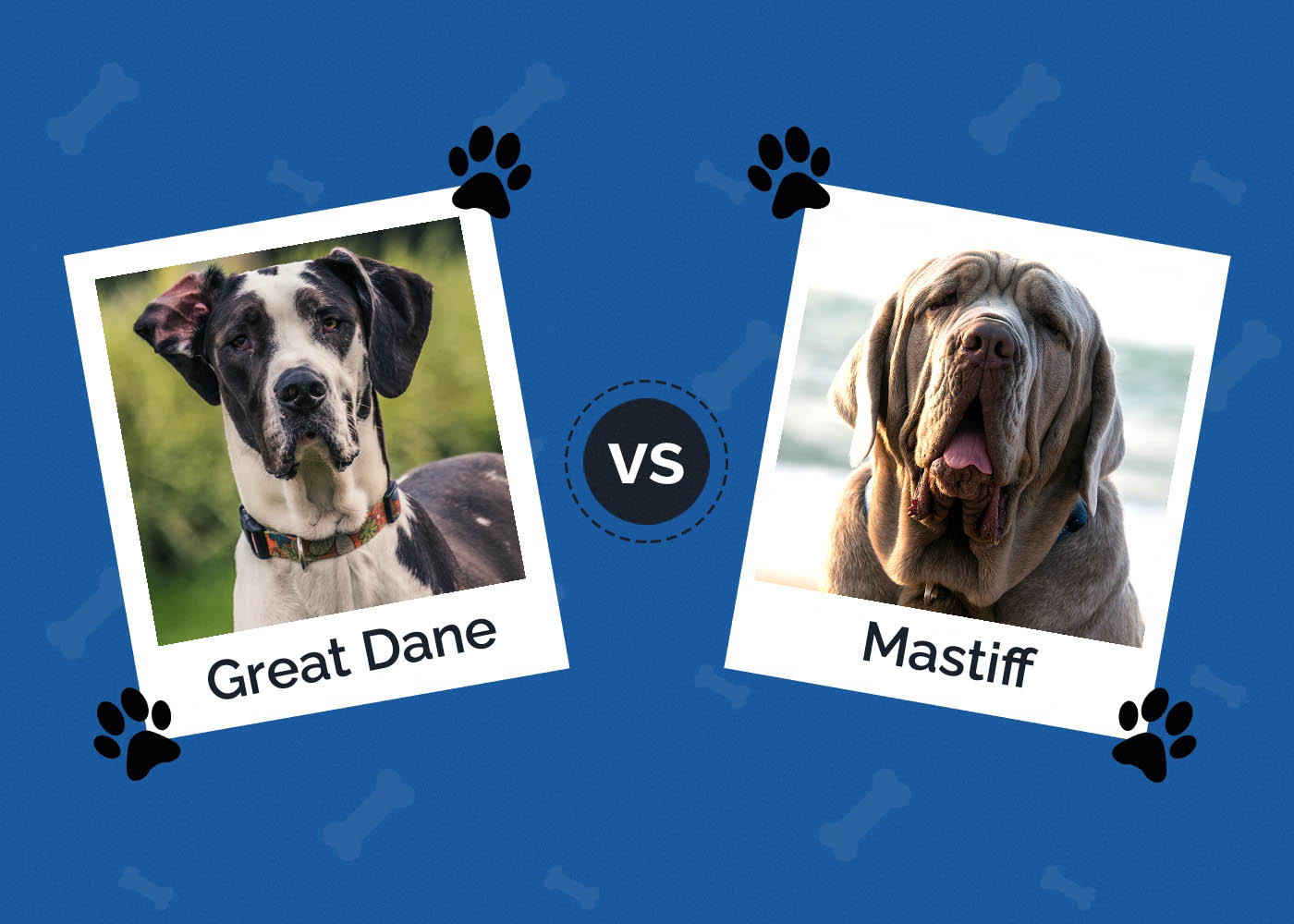 Německá doga vs. mastif