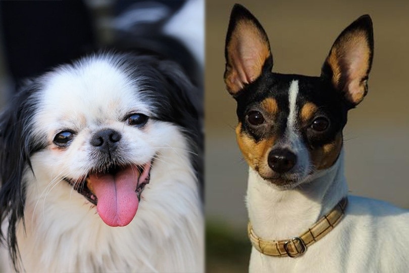 Japonský Chin a Toy Fox Terrier zblízka
