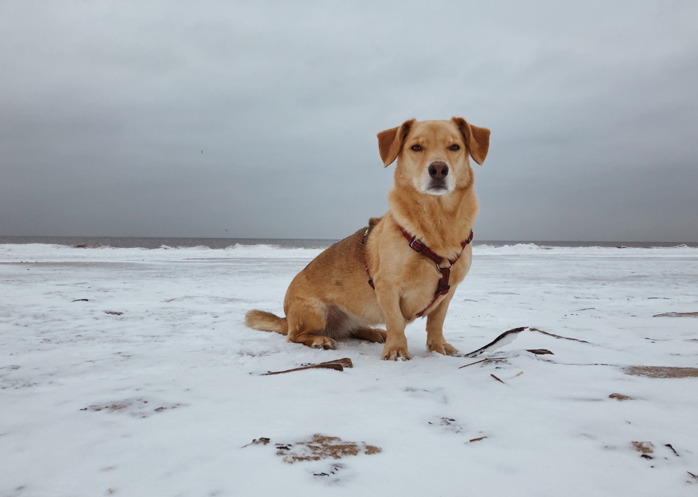 Corgidor (Labrador & Corgi Mix) Informace, obrázky, fakta, vlastnosti