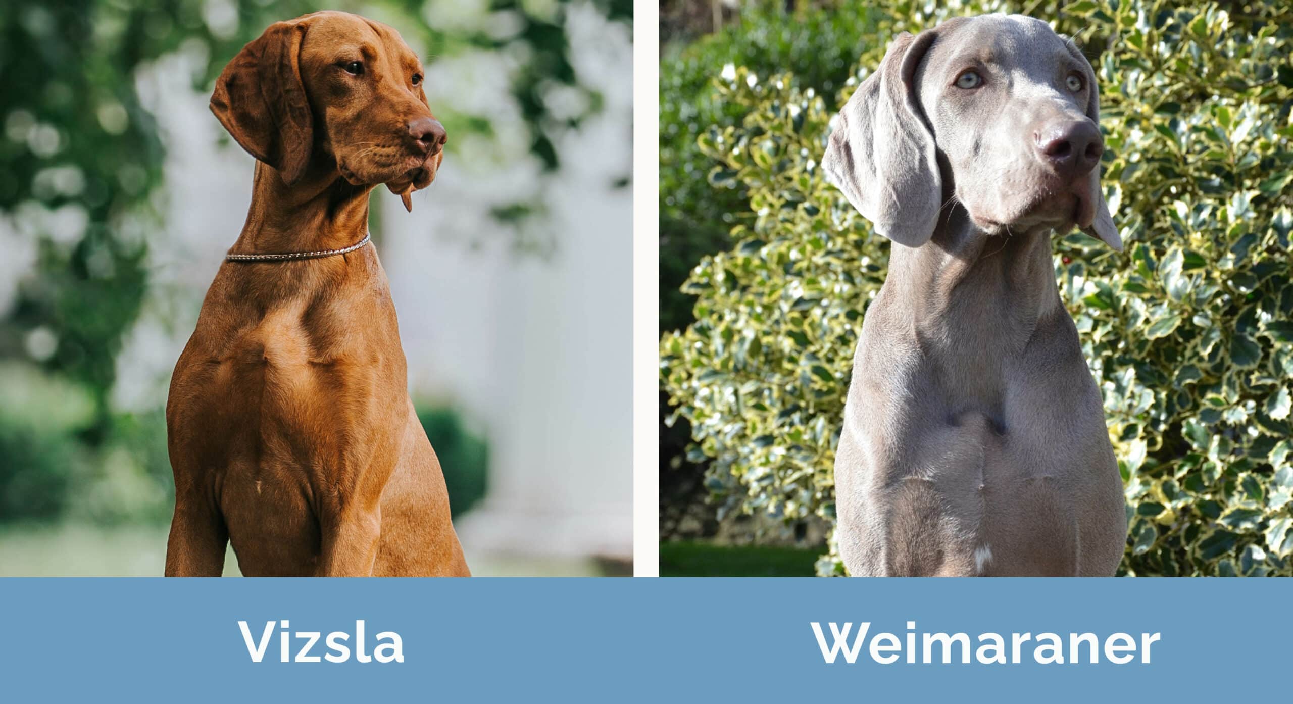Vizsla vs Výmarský ohař bok po boku
