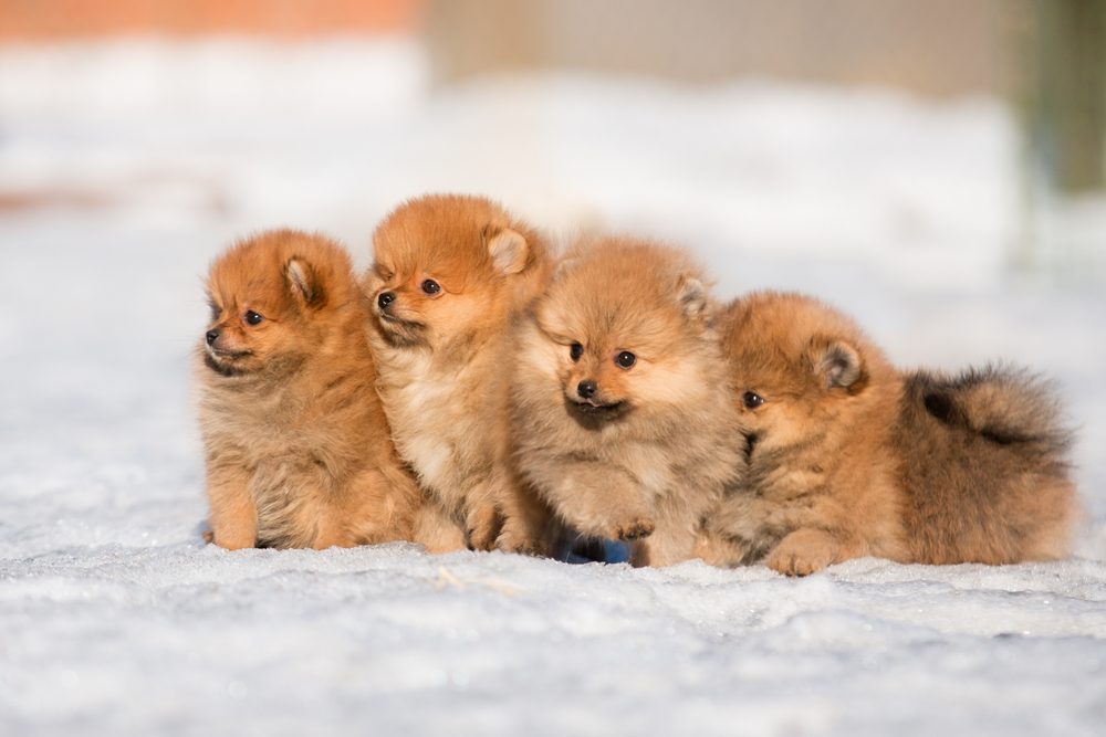 Pomeranian štěňata