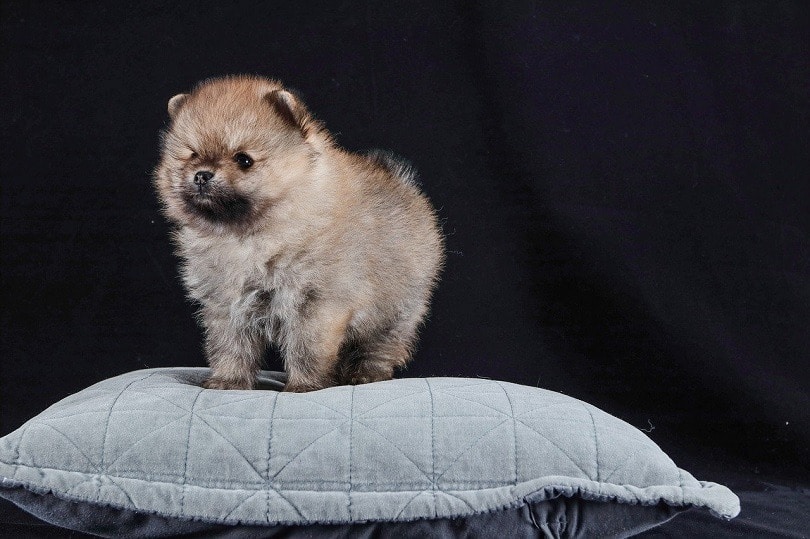štěně pomeraniana
