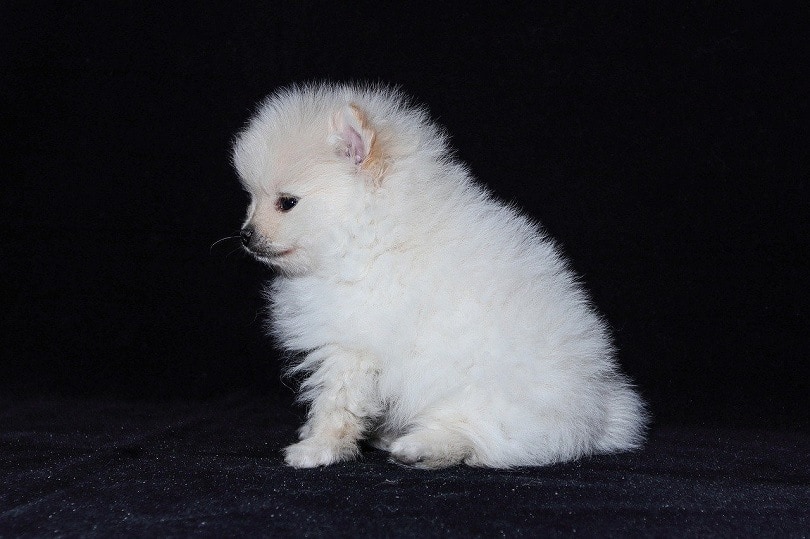 štěně pomeranian boční pohled