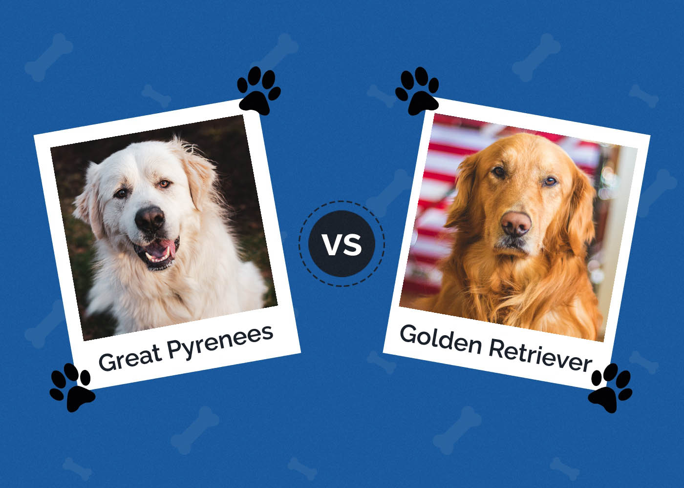 Velké Pyreneje vs Zlatý retrívr: Který si vybrat?