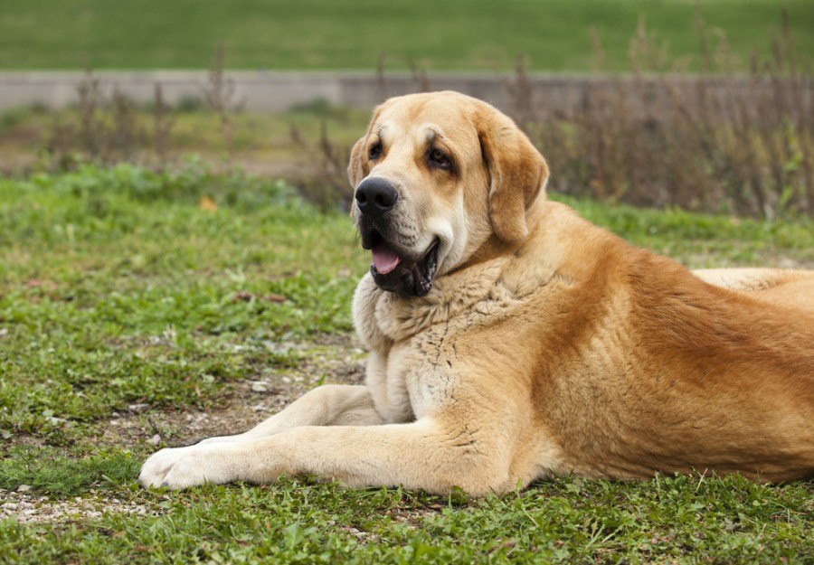 Roztomilý španělský mastif_liliya kulianionak_shutterstock