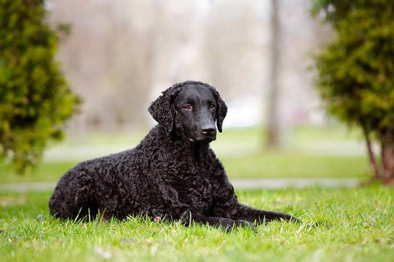 Curly Coated Retriever | Informace o plemeni psů: Obrázky, vlastnosti a fakta
