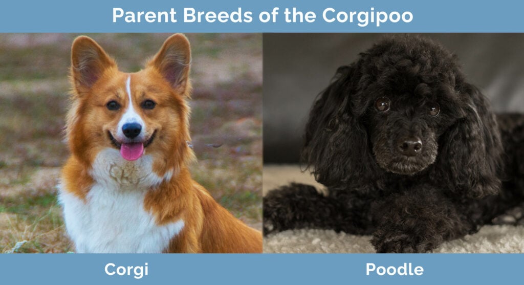 corgipoo