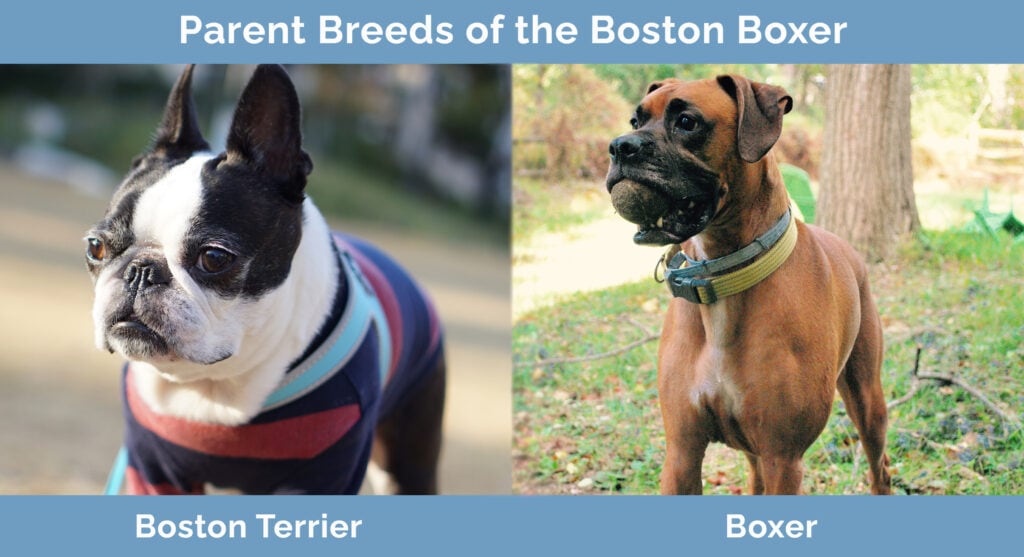 Rodičovská plemena bostonského boxera