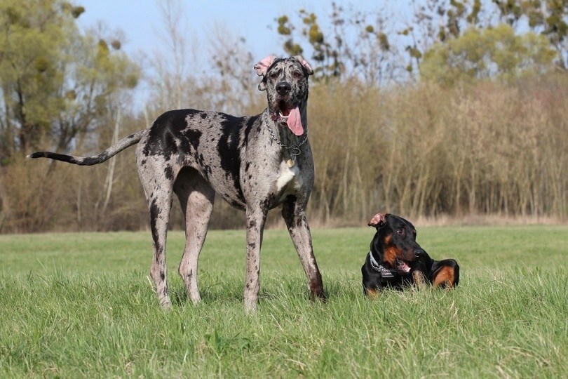 Doberdane (Dobrman Pinscher & Německá doga Mix): Informace, obrázky, vlastnosti a fakta