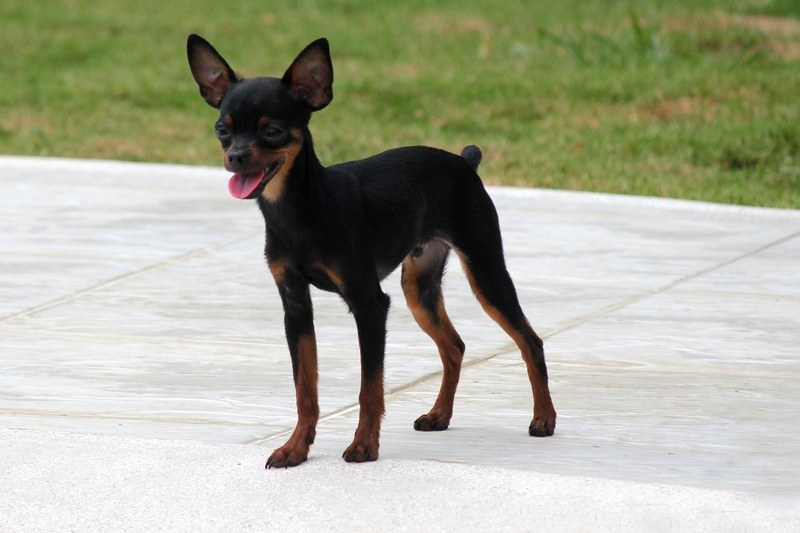 Mini Fox Pinscher pes smíšeného plemene