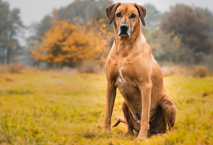 Rhodéský ridgeback