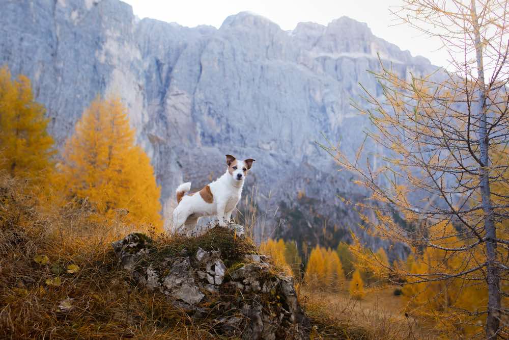 Jack Russell teriér turistika v horách