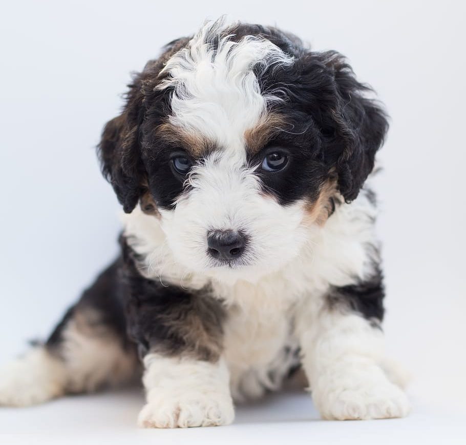 Bernedoodle (směs bernského salašnického psa a pudla): Informace o plemeni psa, obrázky, osobnost a fakta