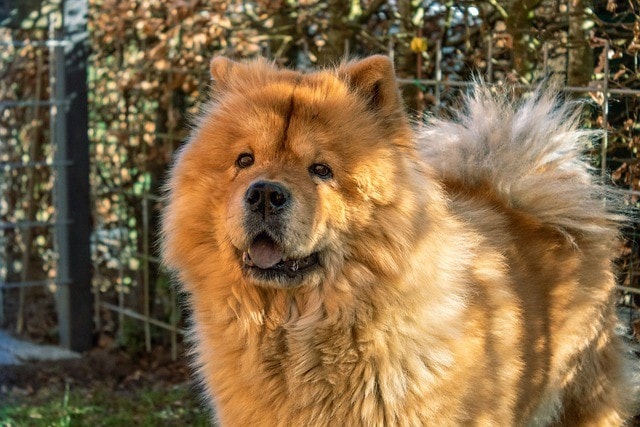 Chow Chow: Informace o plemeni psů, obrázky, štěňata, vlastnosti a fakta