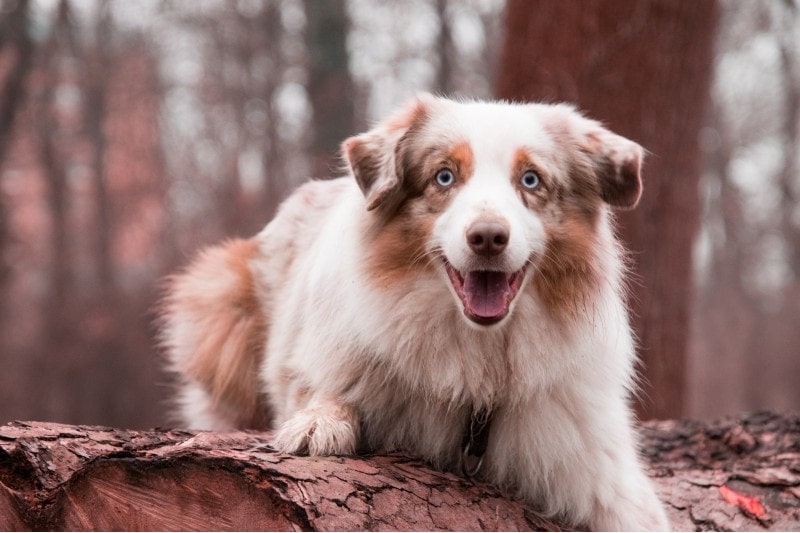Red Merle Tri australský ovčák