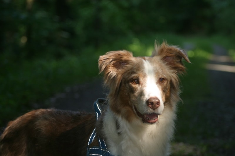 Red merle australský ovčák zblízka