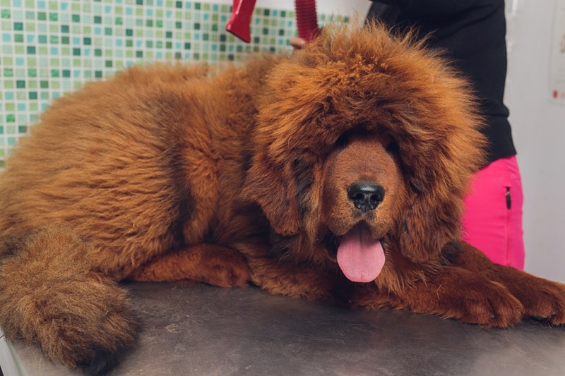 groomer sušení vlasů psa tibetské dogy
