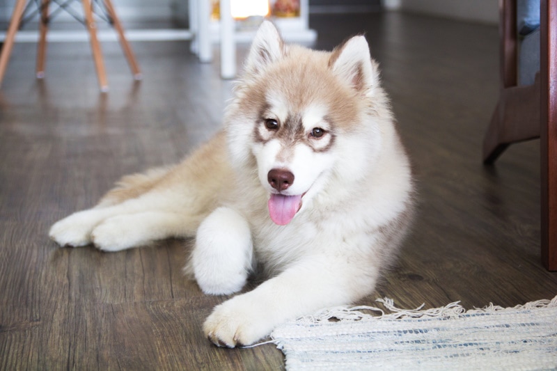 sibiřský husky ležící na dřevěné podlaze