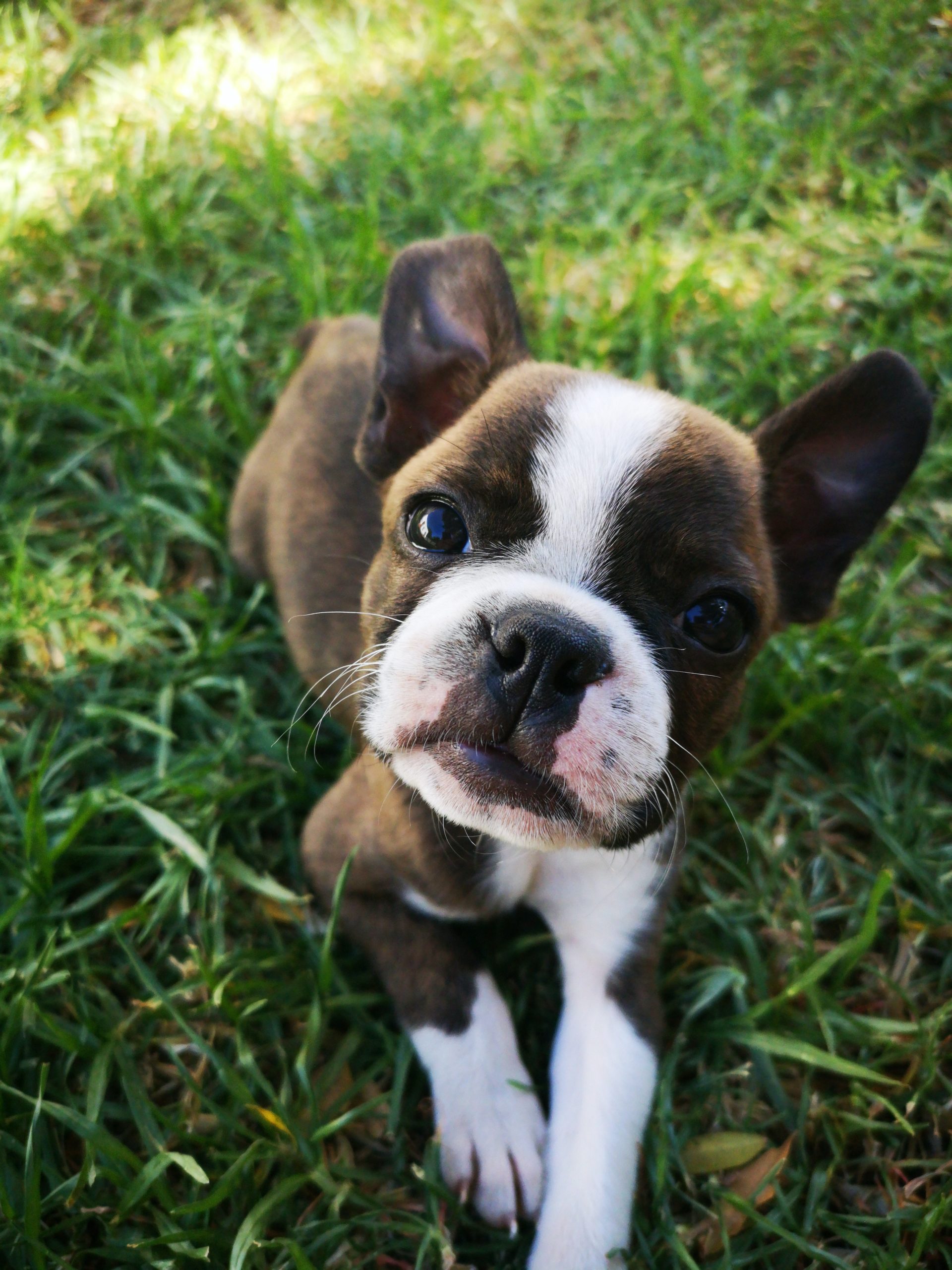 miniaturní boxer