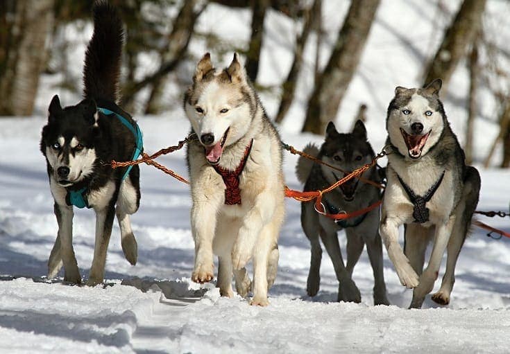 Sibiřští husky