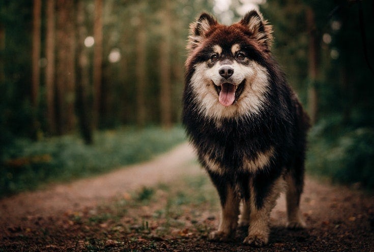 Finský Lapphund