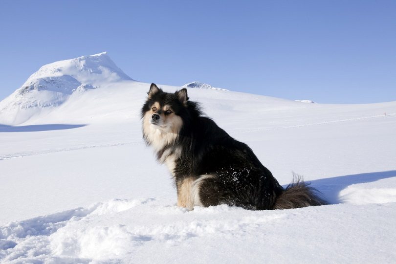 Finský Lapphund_Scandphoto_shutterstock