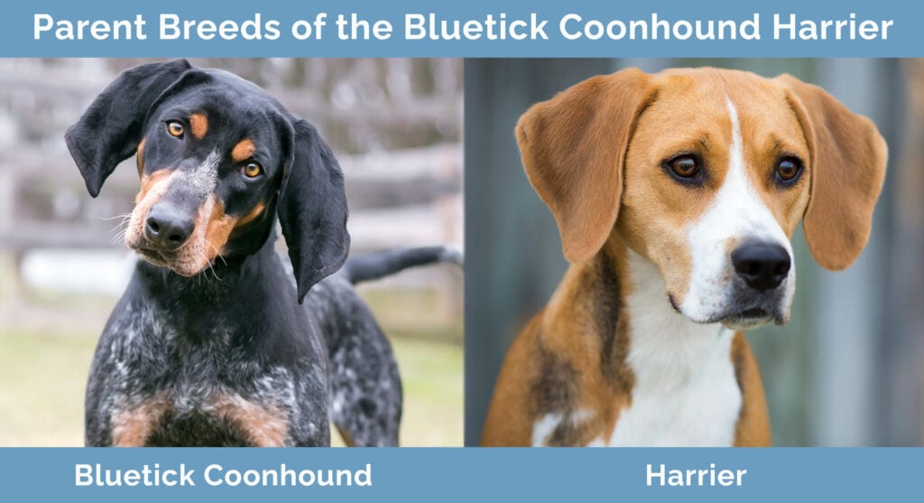 Rodičová plemena Bluetick Coonhound Harrier