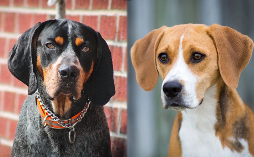 Bluetick Coonhound Harrier | Informace o plemeni psů, obrázky, rysy a fakta