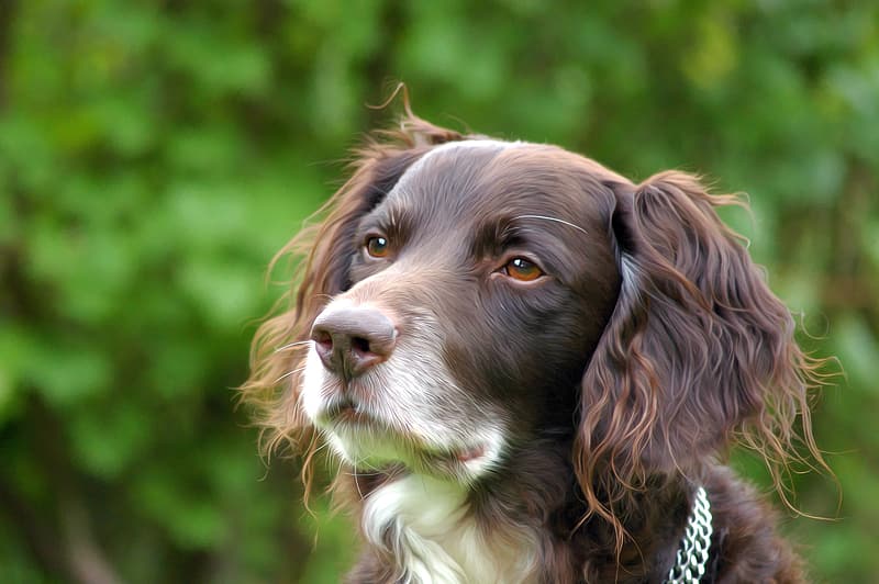 Springer Spanil Sheepdog | Informace o plemeni, obrázky a vlastnosti