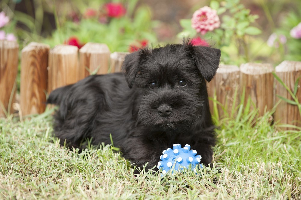 Schnug (Miniature Schnauzer & Mops Mix) Info, Obrázky, Fakta, Vlastnosti