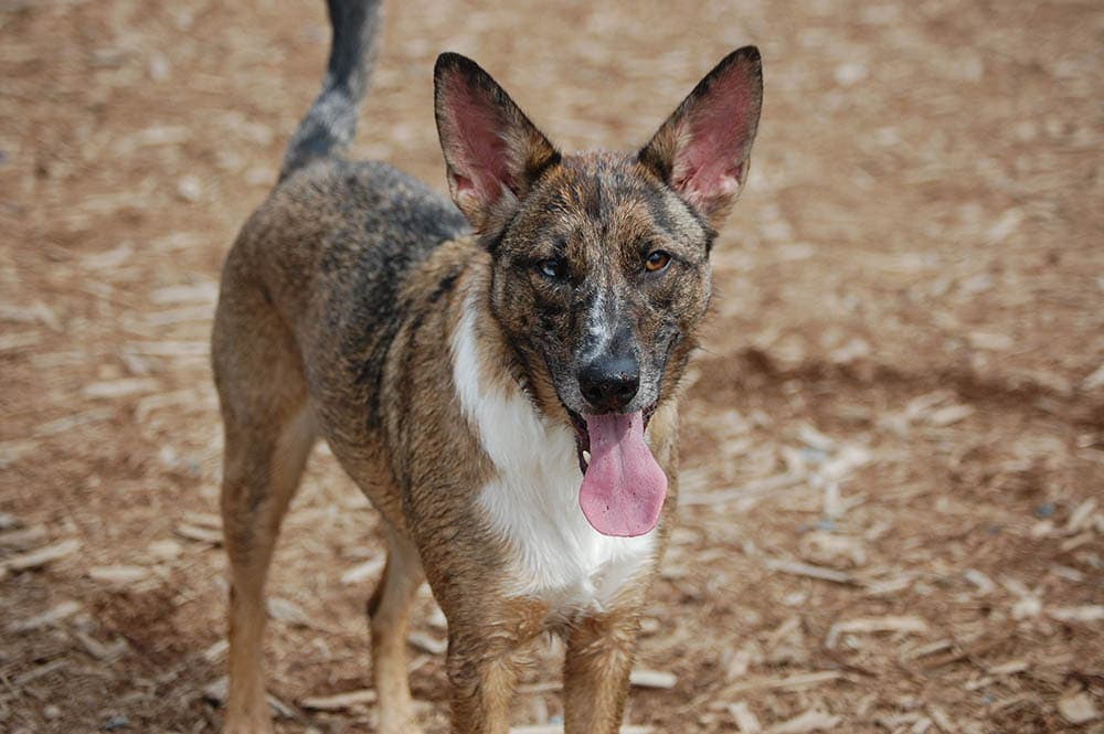 Catahoula Německý ovčák Mix: Obrázky, temperament a vlastnosti
