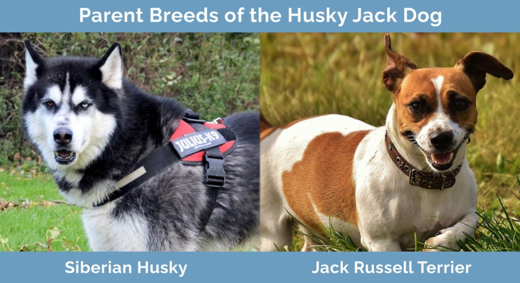 Rodičovská plemena psa Husky Jack