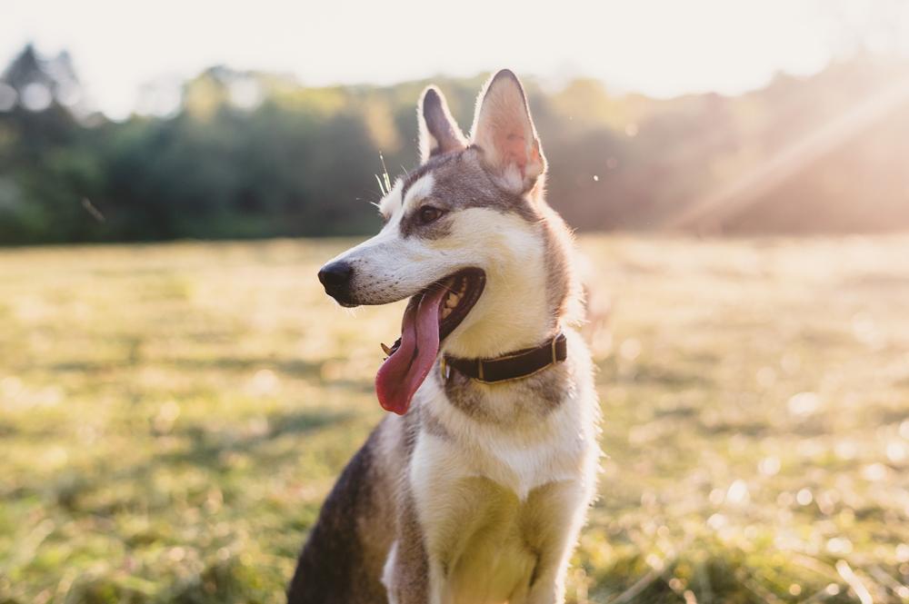 husky jack