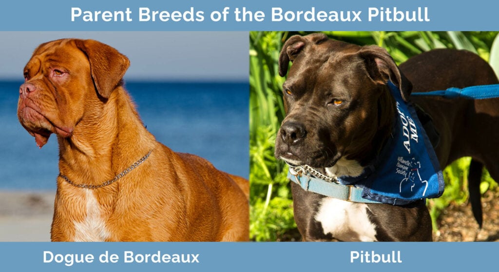 Rodičovská plemena Bordeaux Pitbull