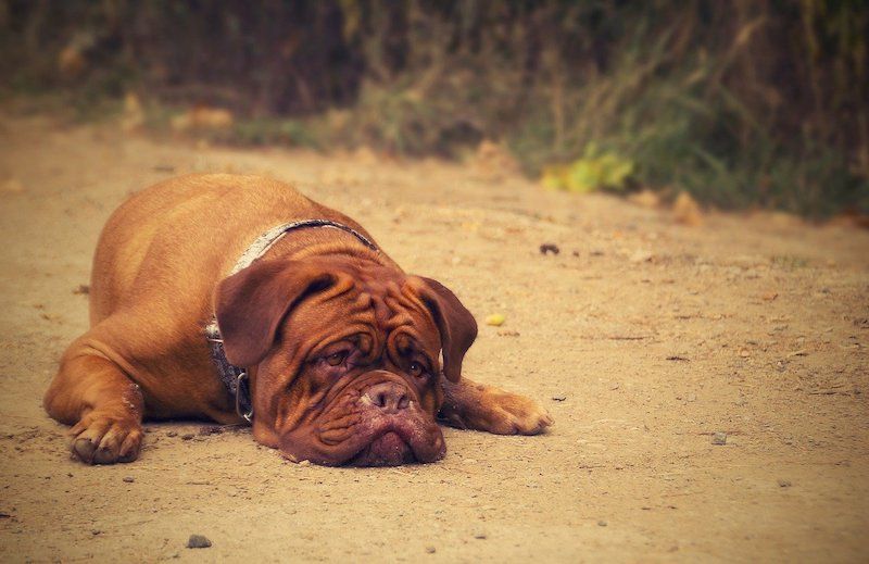 Bordeaux Pitbull (Bordeauxská doga & Pitbull Mix): Informace, obrázky, vlastnosti a fakta