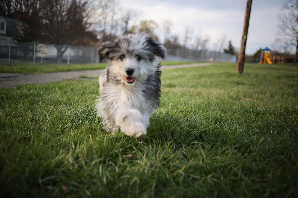 Rodičovská plemena Aussiedoodle