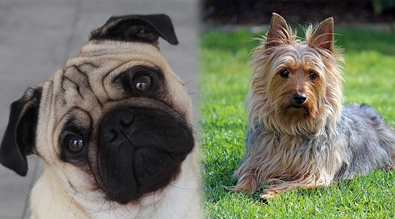 hedvábný mops