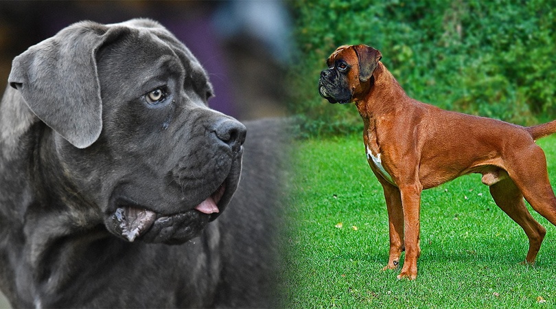 Cane Corxer (Cane Corso & Boxer Mix) Obrázky, informace, fakta, vlastnosti